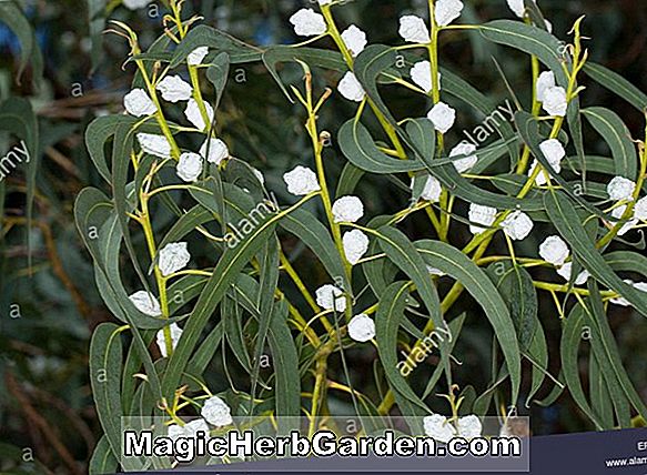 Eucalyptus globulus (Tasmanischer Blue Gum)