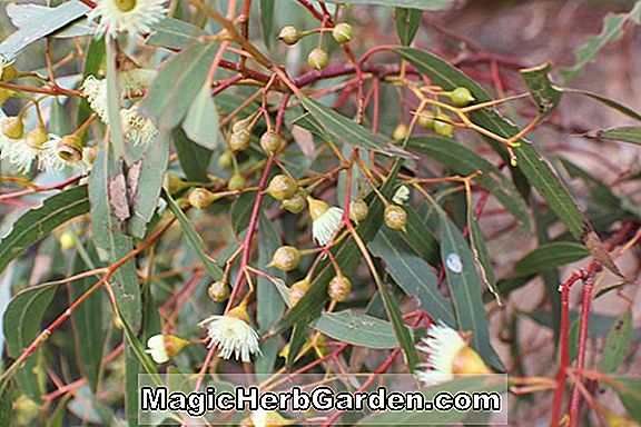 Eukalyptus leucoxylon (Rosea weiße Eisenrinde)