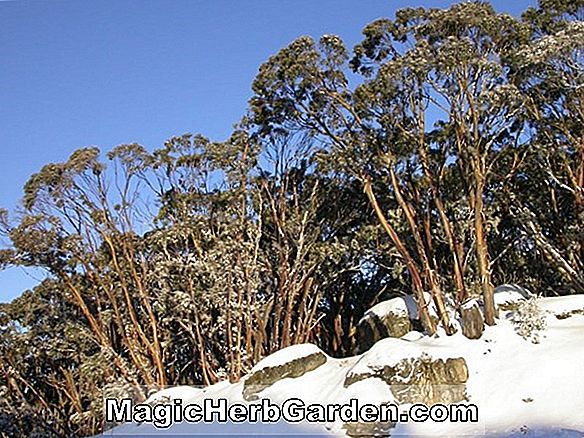 Eucalyptus pauciflora (Kohlgummi) - #2