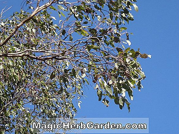 Eucalyptus populnea (Pappelkiste) - #2