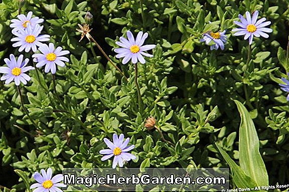 Növények: Felicia amelloides (Olvassa el a kék kék margaréta) - #2