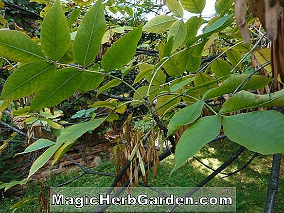 Fraxinus latifolia (Oregon-Esche) - #2
