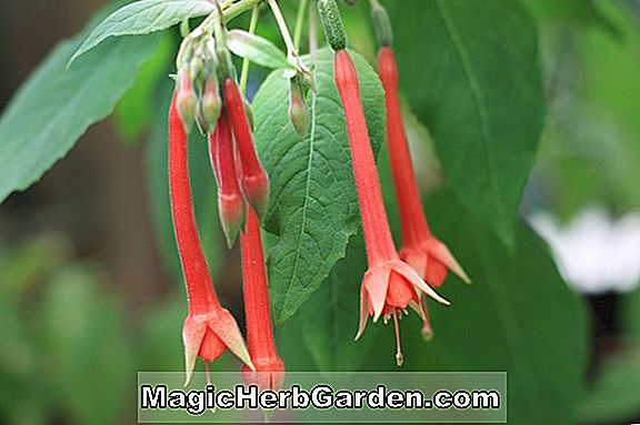 Fuchsia (Garden News Fuchsia)