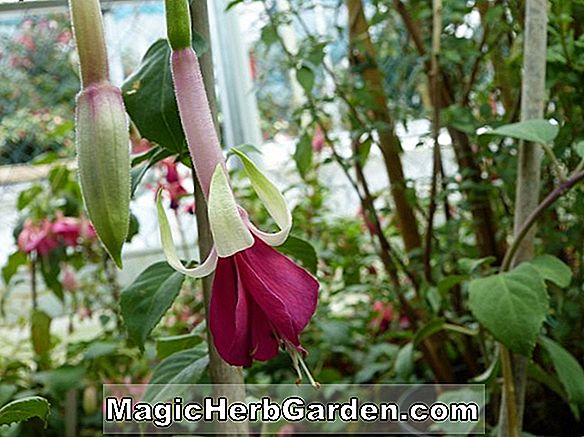 Fuchsie (General Voyron Fuchsia)