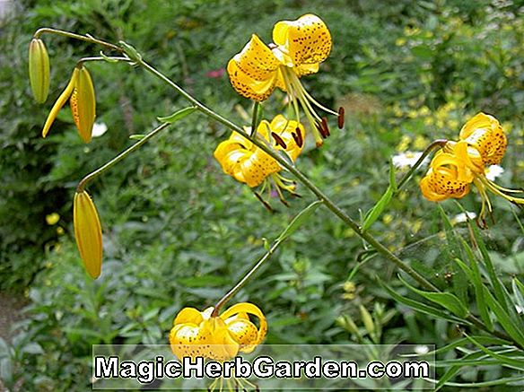 Fuchsia (Gay Senorita Fuchsia) - #2