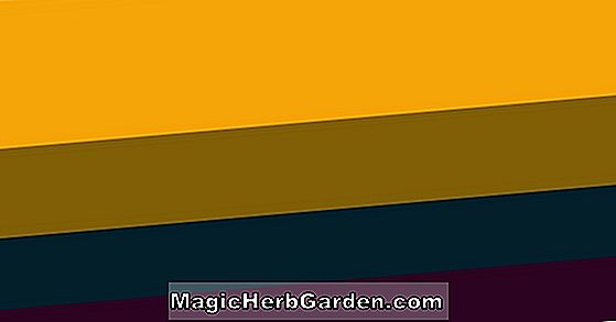 Pflanzen: Fuchsia (Goldener Tor Park Fuchsia)