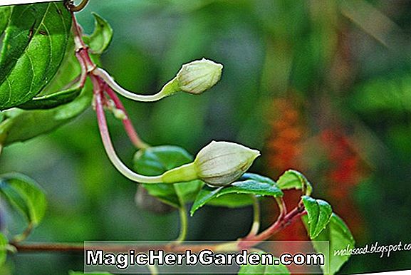 Fuchsia (Cameron Fuchsia)