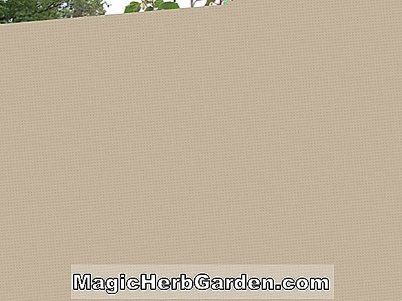 Fuchsie (James Huntley Fuchsia) - #2