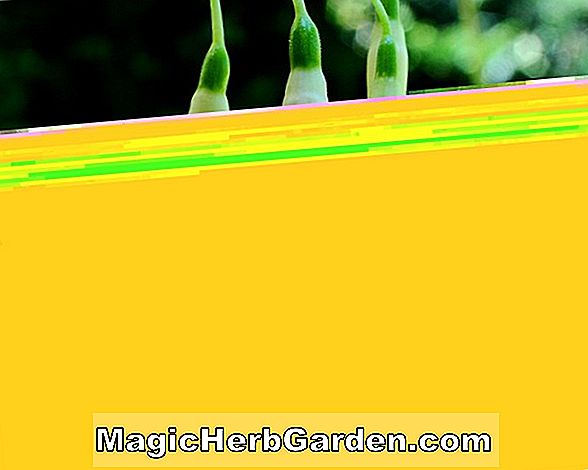 Pflanzen: Fuchsie (John Bright Fuchsia)