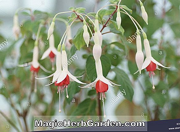 Fuchsia (Lye Eleganz Fuchsia)