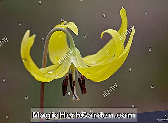 Fuchsia (Lady Heytesbury Fuchsia)