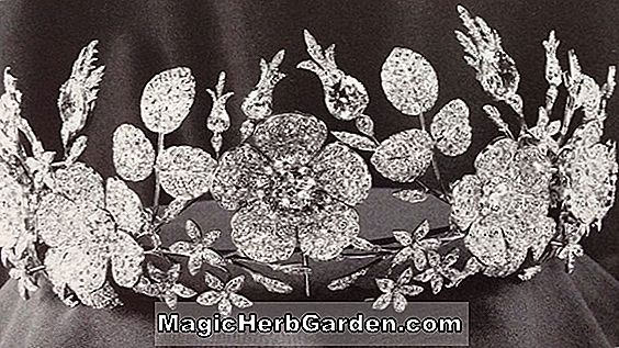 Fuchsia (Margaret Hines Fuchsia) - #2