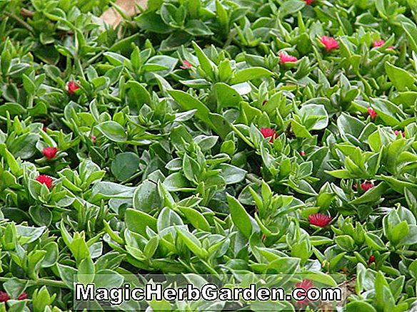 Pflanzen: Fuchsia (Rosa Jade Fuchsia) - #2