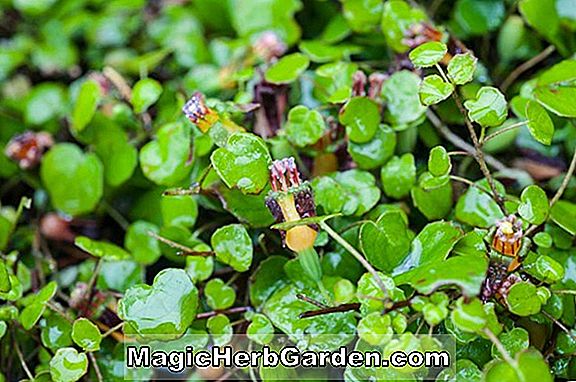 Fuchsia (Sebastopol Belle Fuchsia) - #2