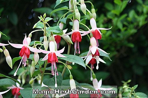 Pflanzen: Fuchsia (Tolling Bell Fuchsia)