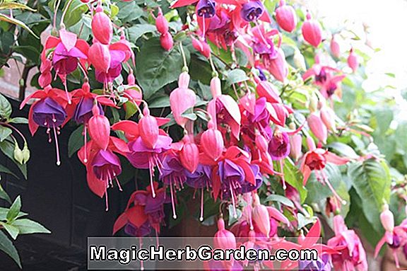 Fuchsia (Walz Mandoline Fuchsia) - #2