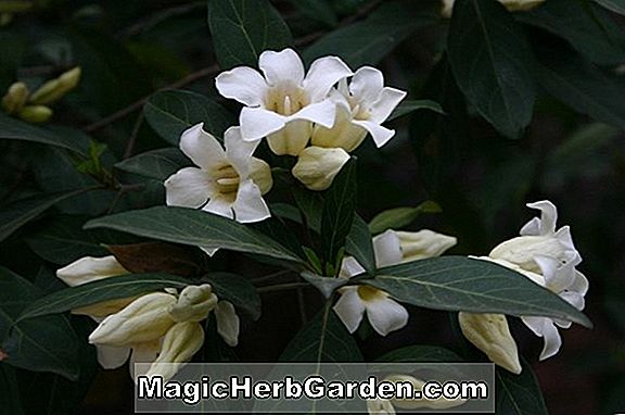 Gardenia globosa (September Glocken)