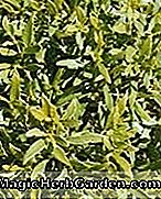 Gardenia jasminoides radicans (Radicans Gardenie)