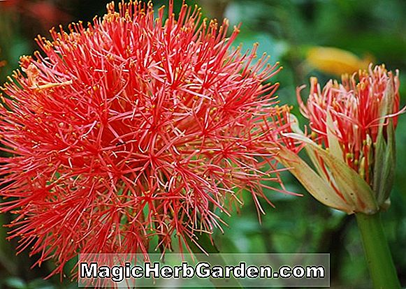 Scadoxus multiflorus (Blutlilie) - #2