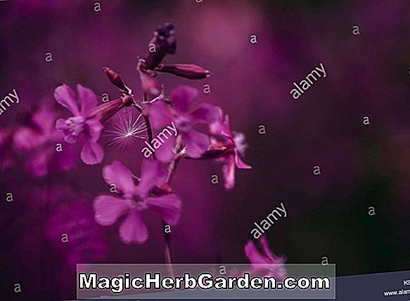 Gladiole (Gladiole) - #2