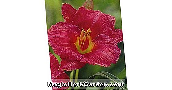 Plantes: Hemerocallis hybrida (Eenie Fanfare Daylily)