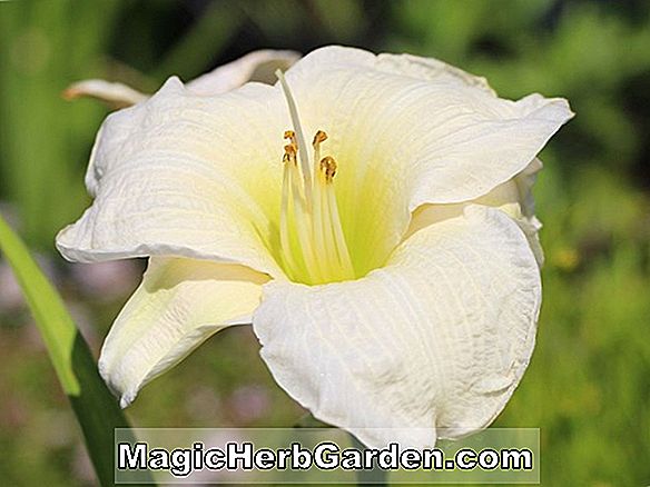 Hemerocallis hybrida (Immer Nachmittag Daylily)