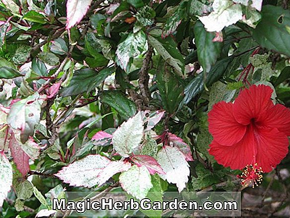 Hibiscus rosa-sinensis (zierlicher weißer hawaiischer Hibiskus)