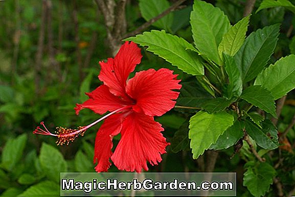Hibiszkusz rosa-sinensis (Scarlet Giant Hibiscus)