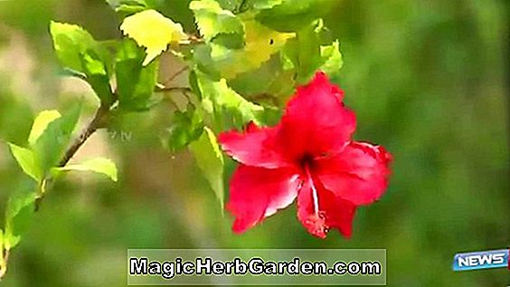 Hibiscus Rosa-Sinesis (Roter Doppel Dip Hibiskus)