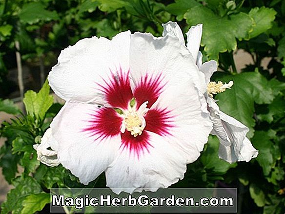 Hibiscus syriacus (Helene Rose von Sharon)