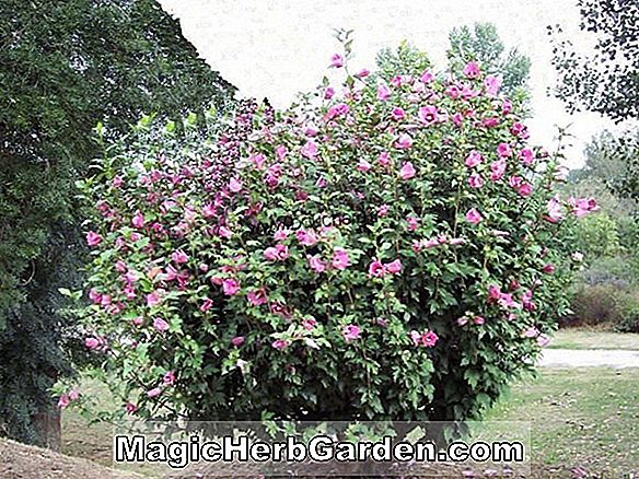 Hibiscus syriacus (Meehannii Rose von Sharon)