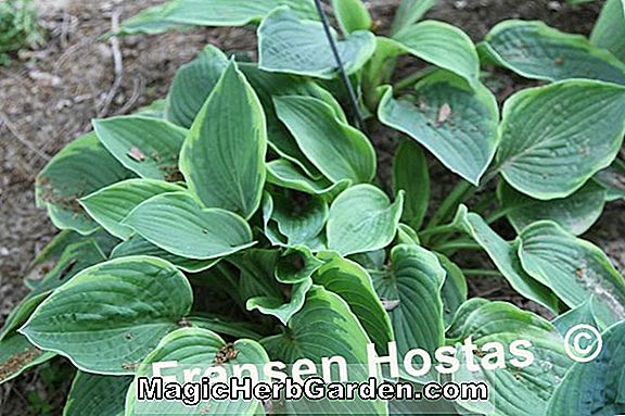 Pflanzen: Hosta (Abiqua Recluse Wegerich Lilie)