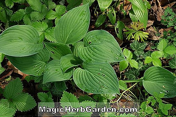 Pflanzen: Hosta (Weiße Weihnachtspflanze Lilie)