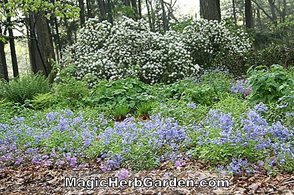 Hosta (Raleigh Erinnerung Plantain Lily)