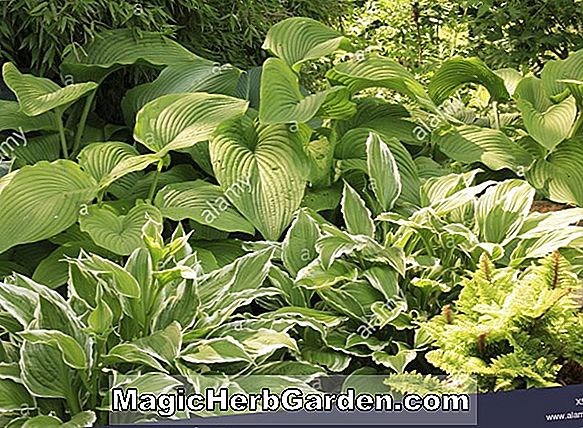 Hosta longissima (Pflanzenlilie)