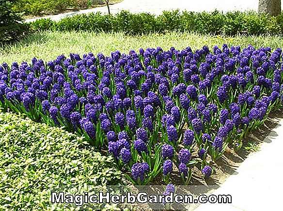 Hyacinthus orientalis (Jaket Biru Belanda Hyacinth)