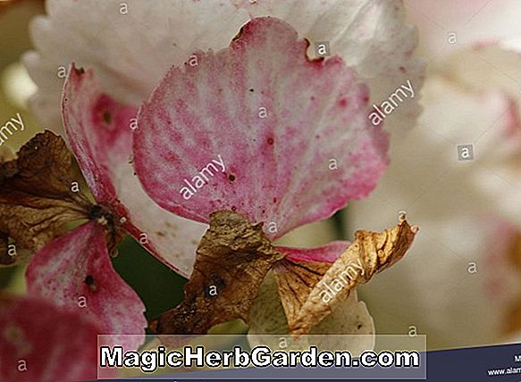 Pflanzen: Hydrangea macrophylla (Taube Spitzenkap Hortensie)