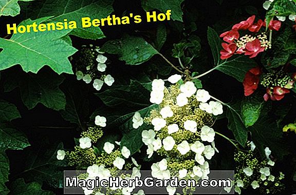 Hortensie Quercifolia (Tennessee Clone Hortensie)