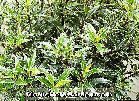 Ilex aquifolium (Silver Milkmaid English Holly) - #2