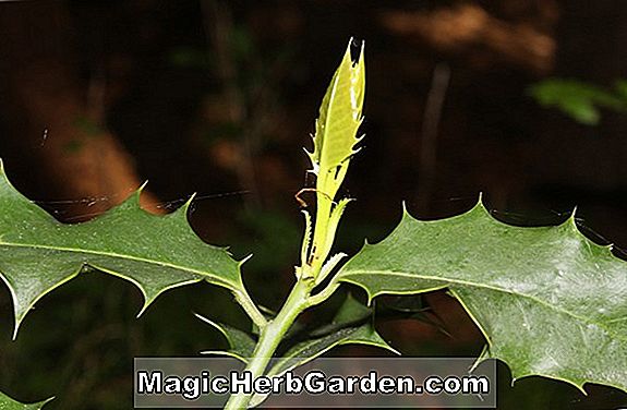 Plantes: Ilex aquifolium (Ingramii English Holly)