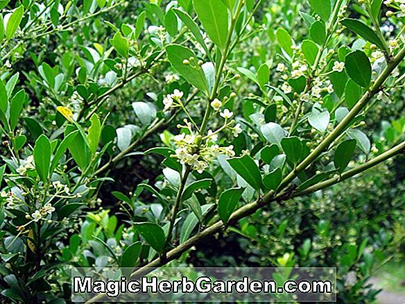 Plantes: Ilex crenata (Microphylla Aureo Variegata Holly)