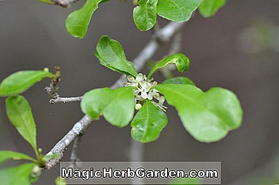 Ilex Decidua (Sentry Possumhaw)