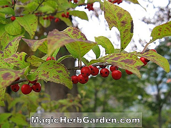 Ilex Opaca (Amerikanische Kranz Holly)