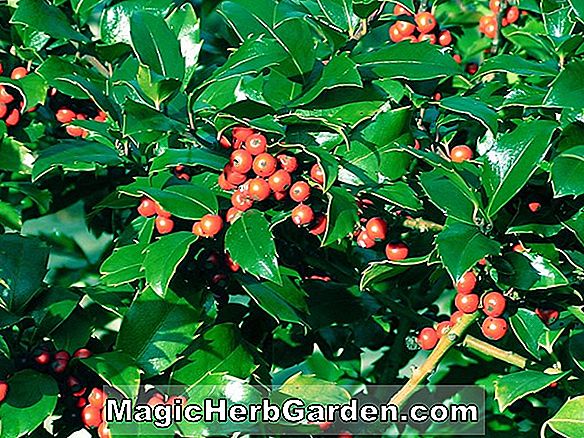 Ilex opaca (Natale)