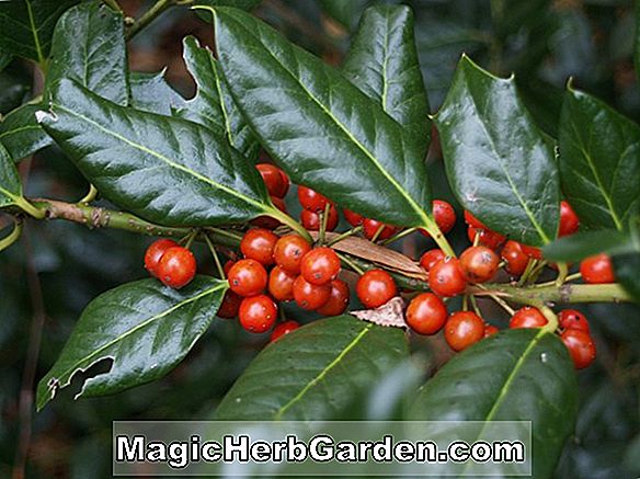 Ilex opaca (Mary P. Turner)