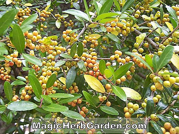 Pflanzen: Ilex vomitoria (Folsoms weinender Yaupon)