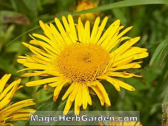 Inula afghanica a kertek (Clump-formáló évelő)