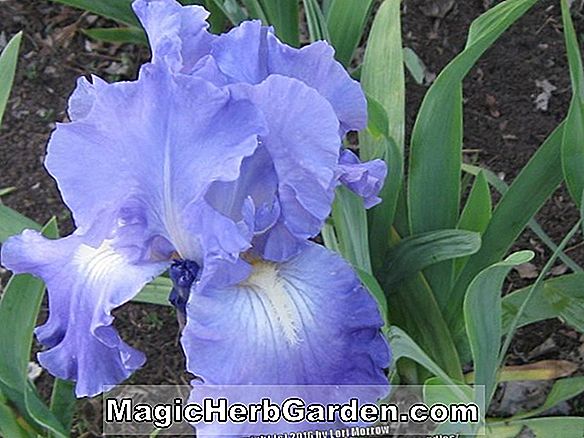 Iris (Treibholz Iris)