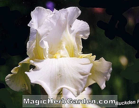 Iris (Archie Owen Iris)