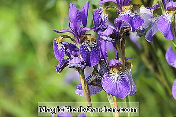 Iris (Eisvogel Iris) - #2